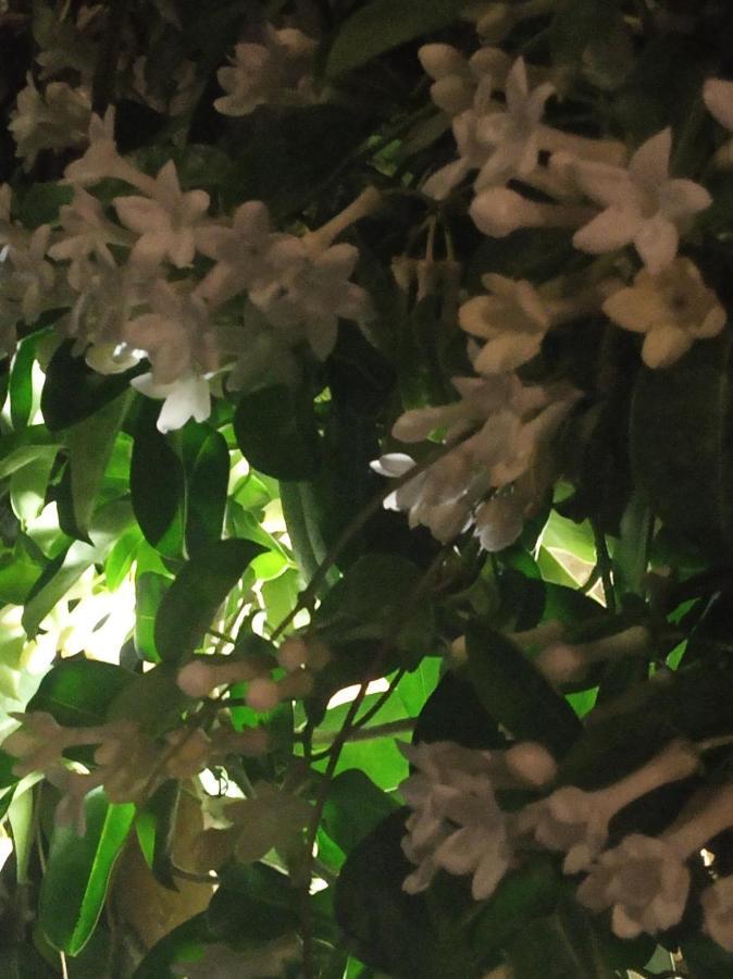 Giaglakis Rooms Platis Gialos  Εξωτερικό φωτογραφία