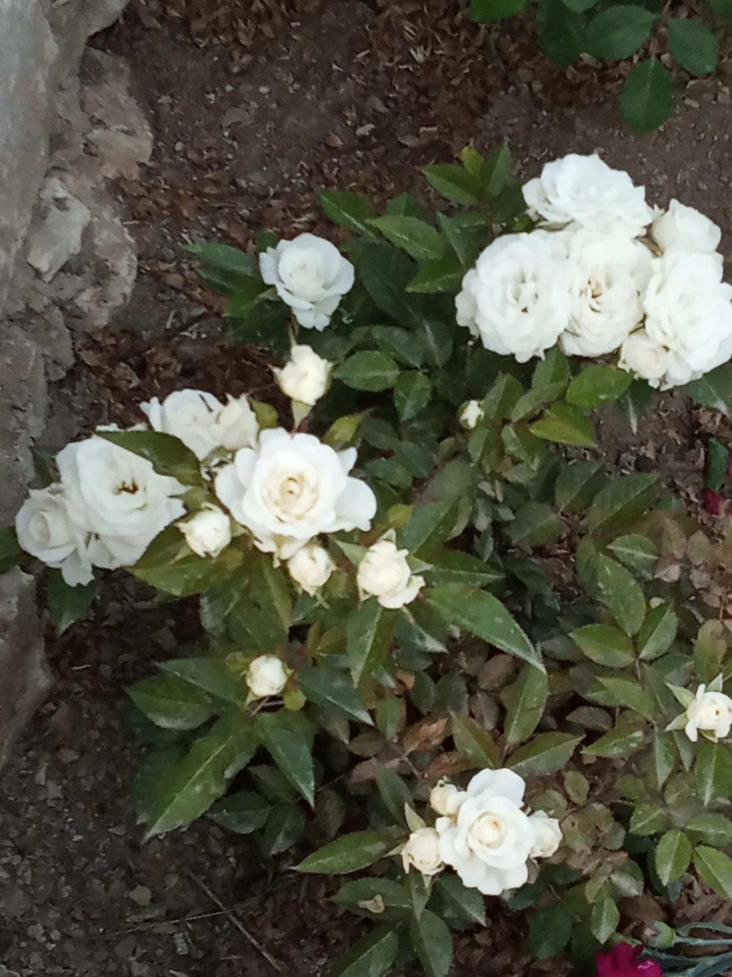 Giaglakis Rooms Platis Gialos  Εξωτερικό φωτογραφία